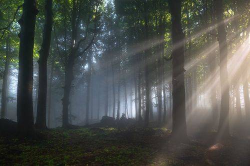 Heavenly Lights