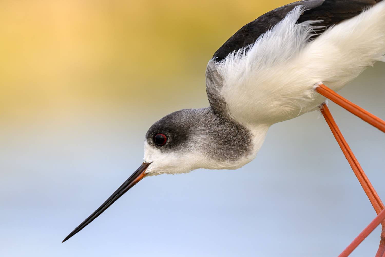 птица, фотоохота, кулик, ходулочник, природа, фауна, Kulikov Vladimir