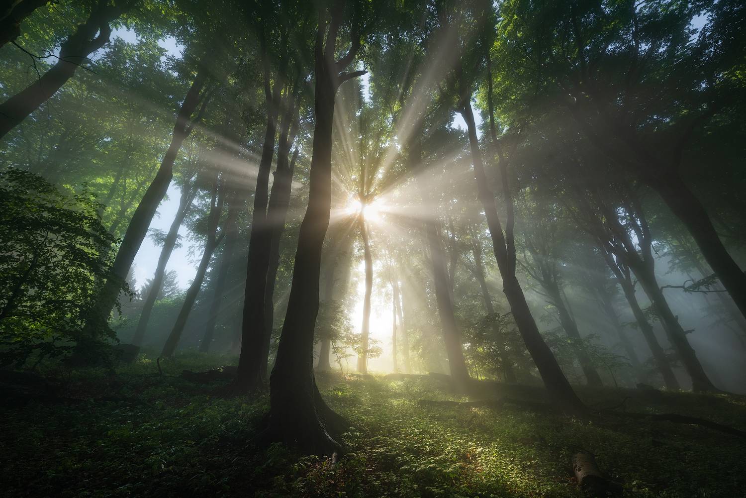 hungary, forest, lights, landscape, green,, Kar&aacute;di Zita