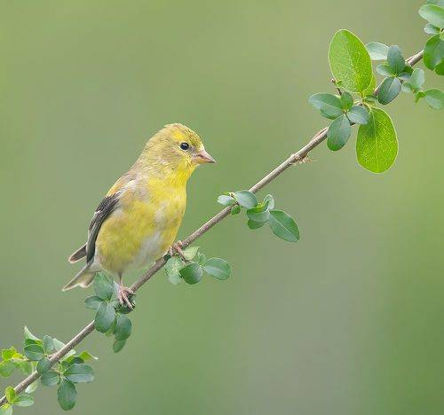 American Goldfinch - Американский чиж