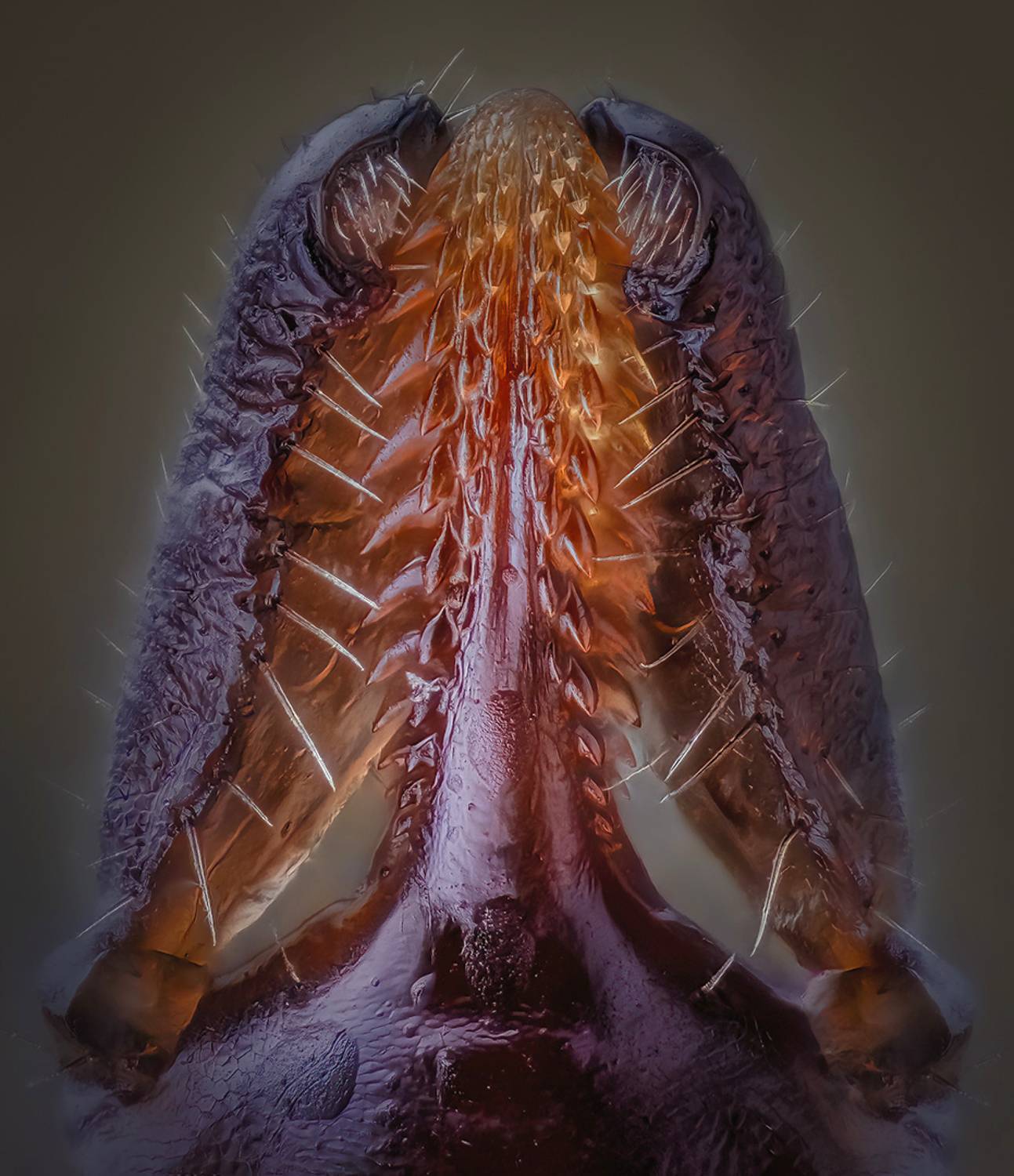 araneae, ixodes ricinus, собачий клещ, Kavaliauskas Eugenijus