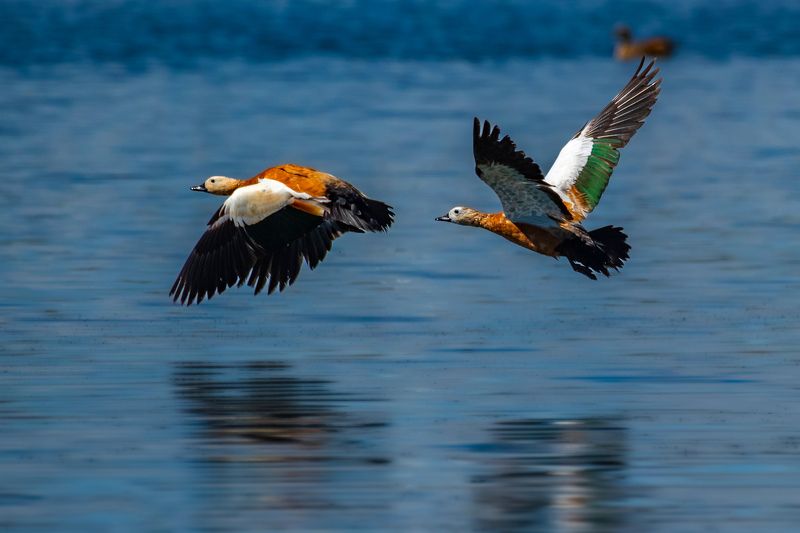 огари, птицы, алтай Огари фото превью