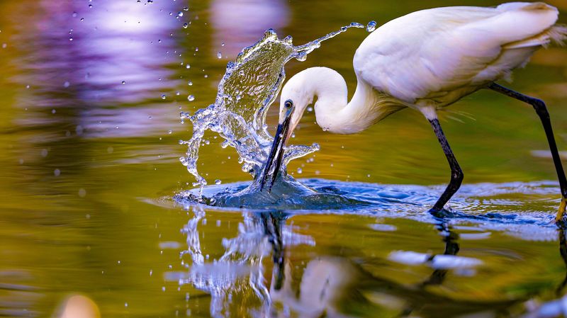 Little egret фото превью