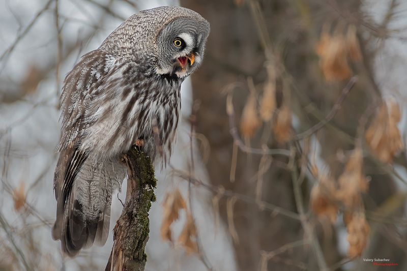 Сам дурак фото превью