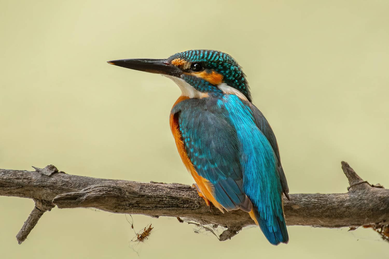 зимородок, птицы, Поляков Алексей