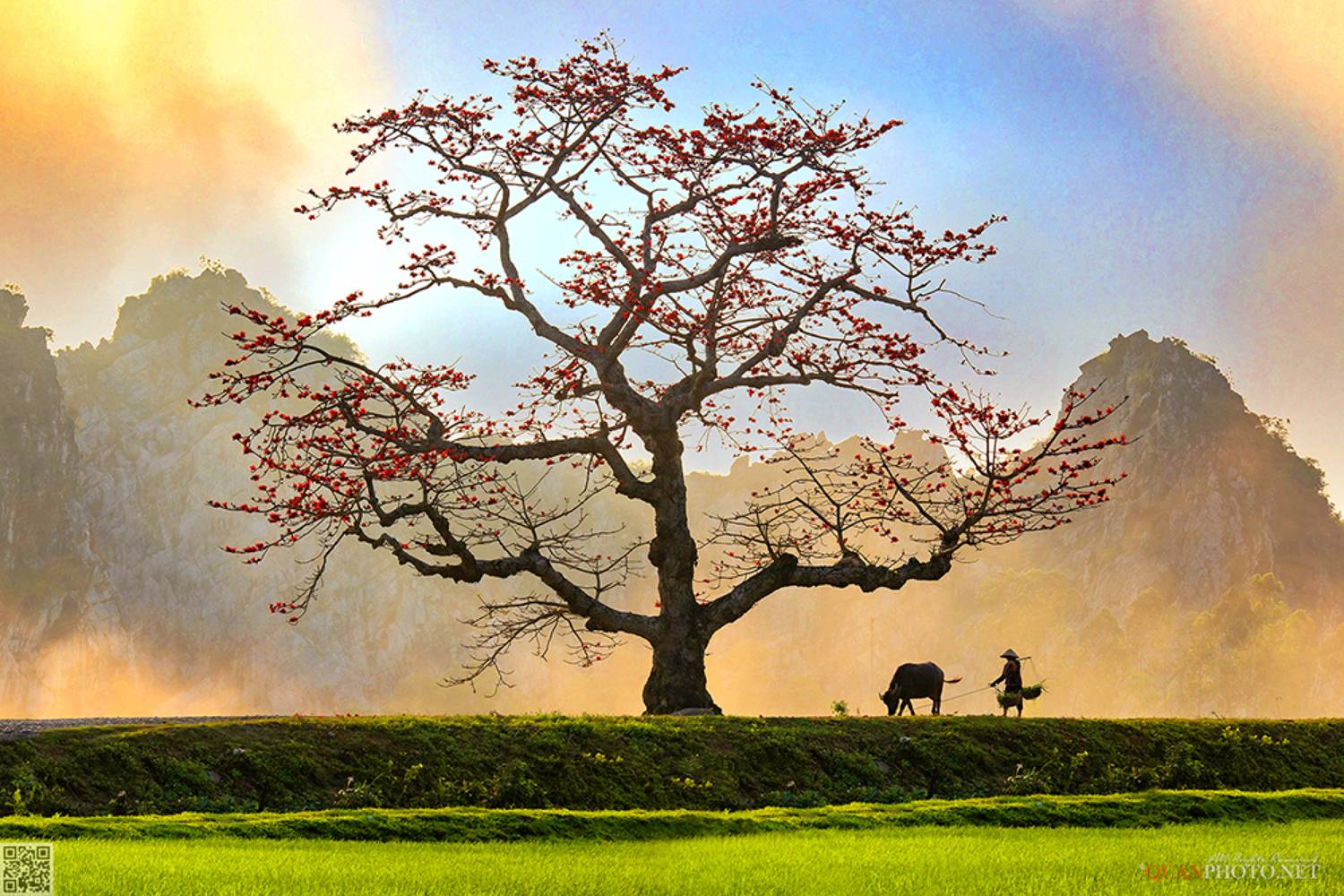 quanphoto, landscape, sunset, sundown, rural, countryside, tree, buffalo, farmland, mountains, vietnam, quanphoto