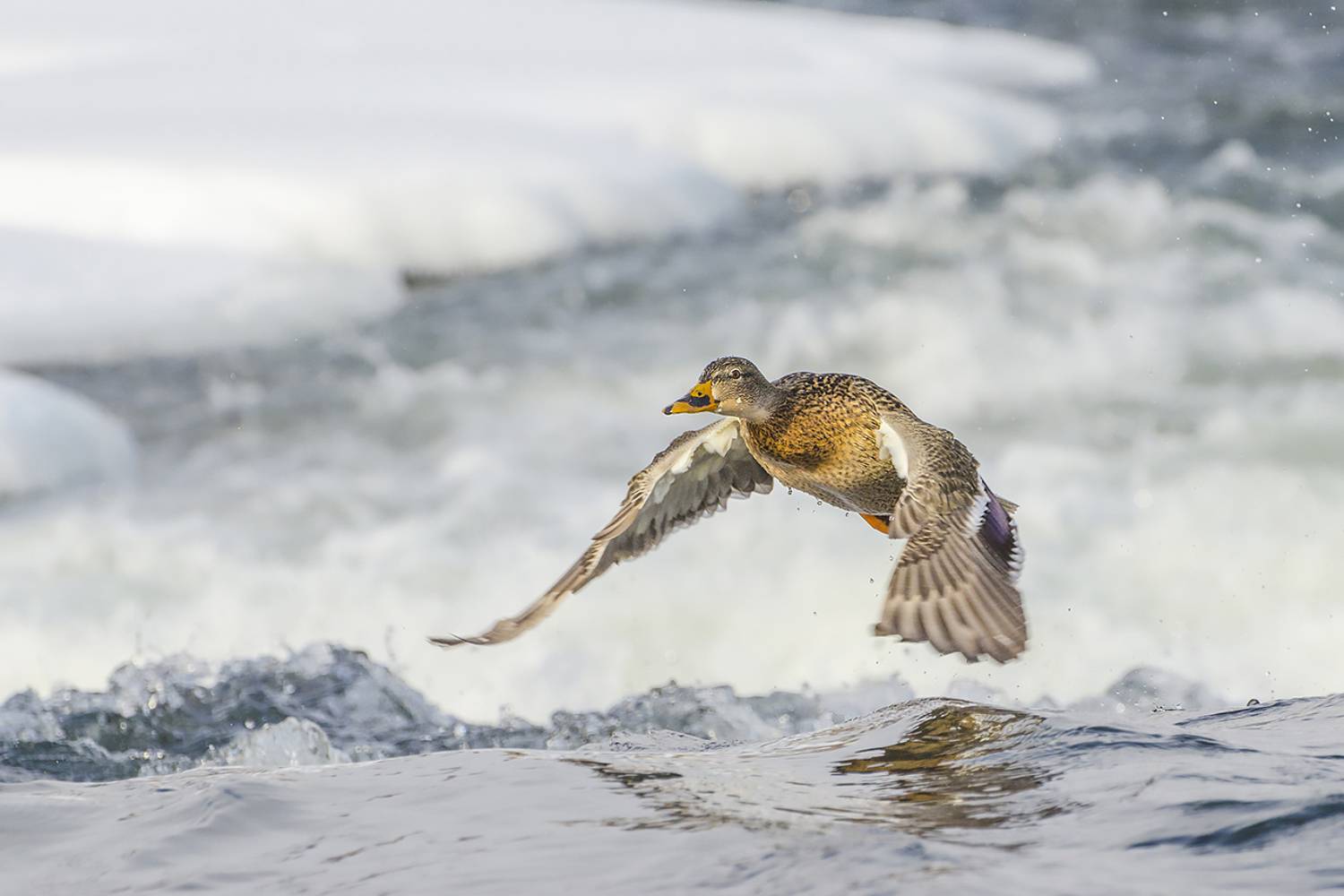 утка кряква, Михаил Агеев