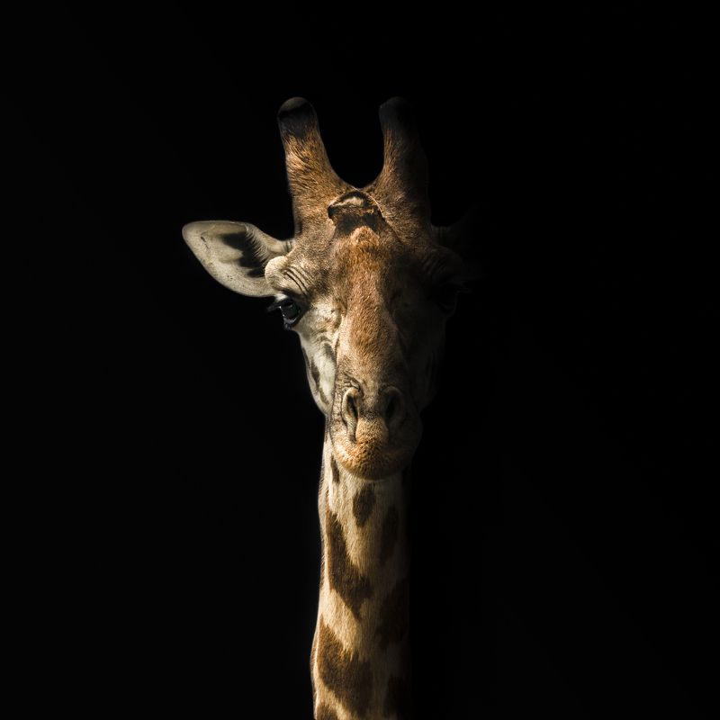 Somber фото превью