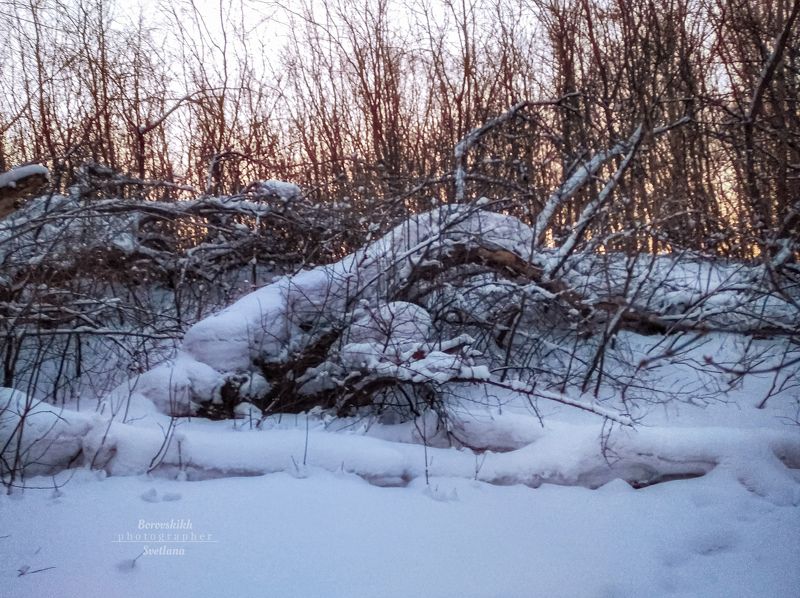 пейзаж, природа, снег,  зима, лес, деревья Февраль. Зима в лесу. фото превью