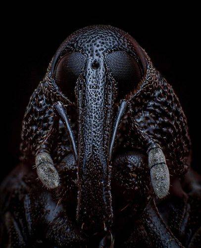 Portrait of a Weevil