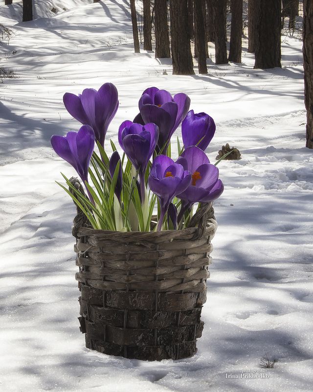 натюрморт, пленэр, цветы, букеты, крокусы Весна идет фото превью