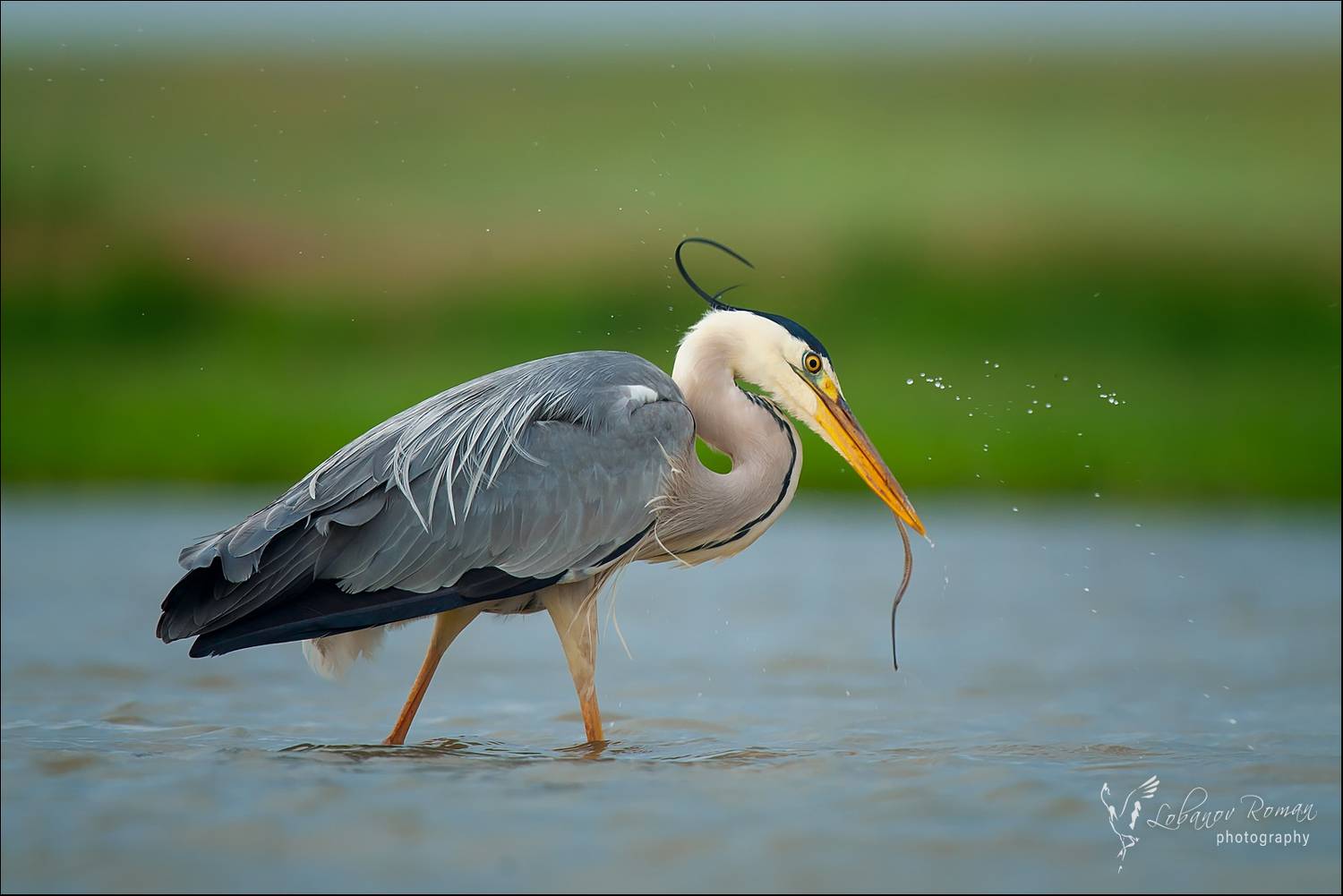 , Лобанов Роман