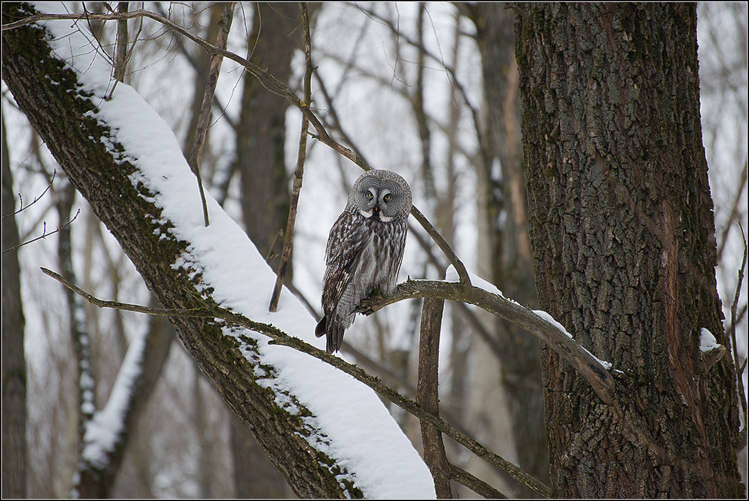 москва, зима, парк, птица, АНАТОЛИЙ ДОВЫДЕНКО