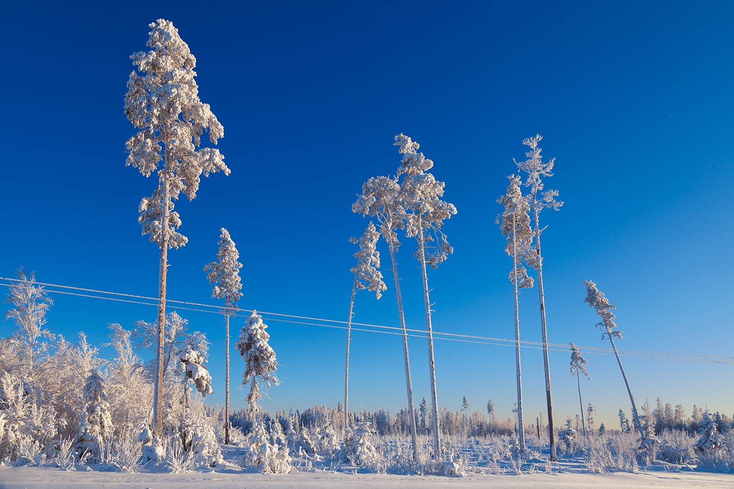 winter, snow, january nature, Медведникова Мария
