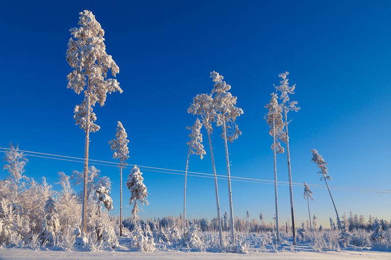 winter, snow, january nature Winter фото превью
