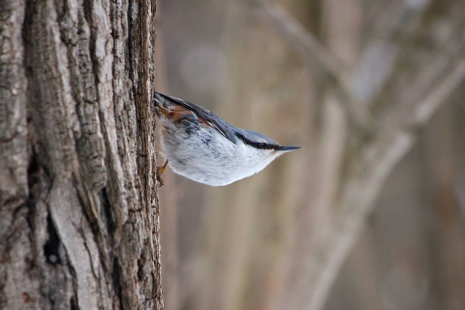 обыкновенный поползень, ямщик,  sitta europaea, КарОл