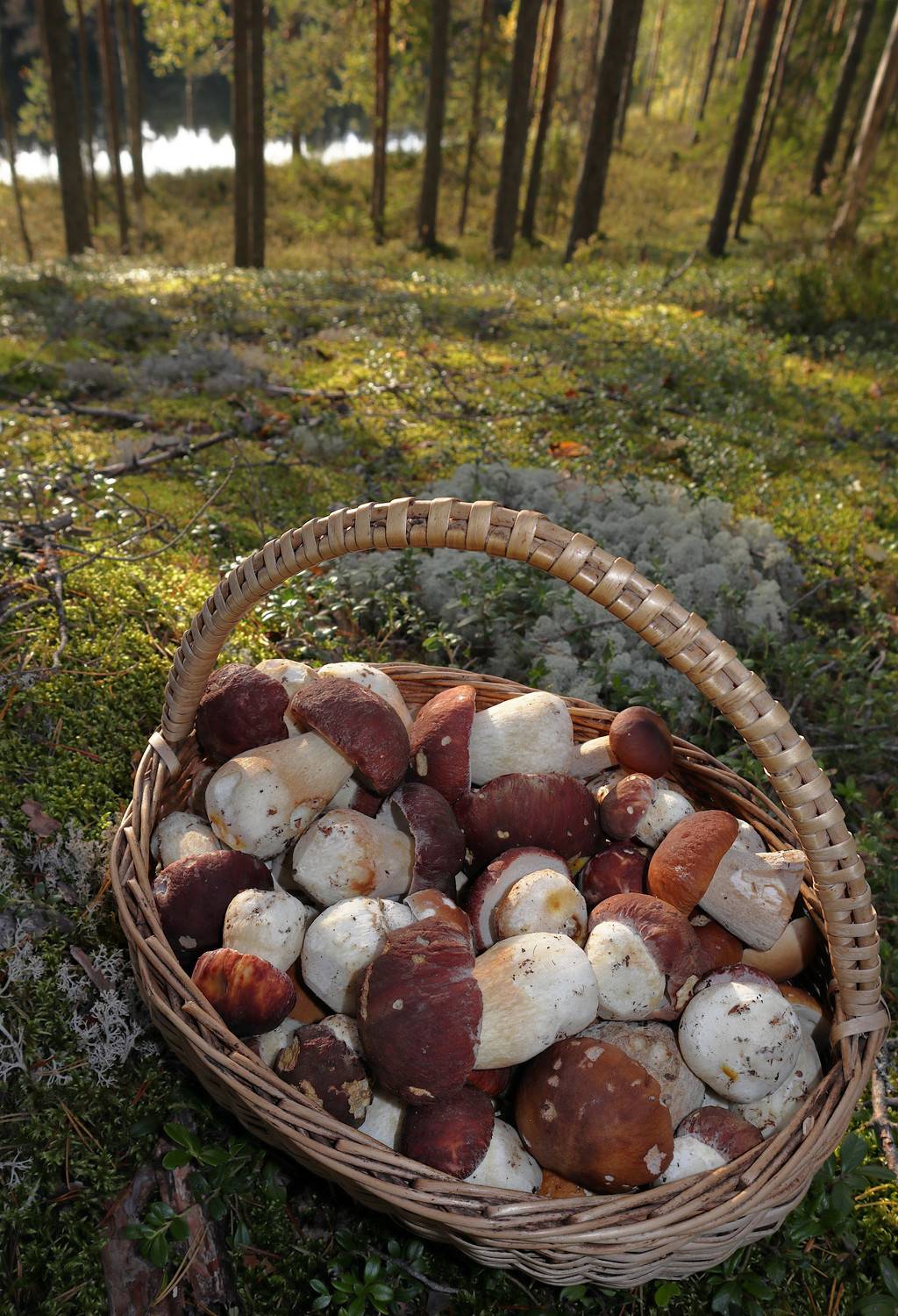 грибы boletus edulis cep, porcino, Александр Зорин