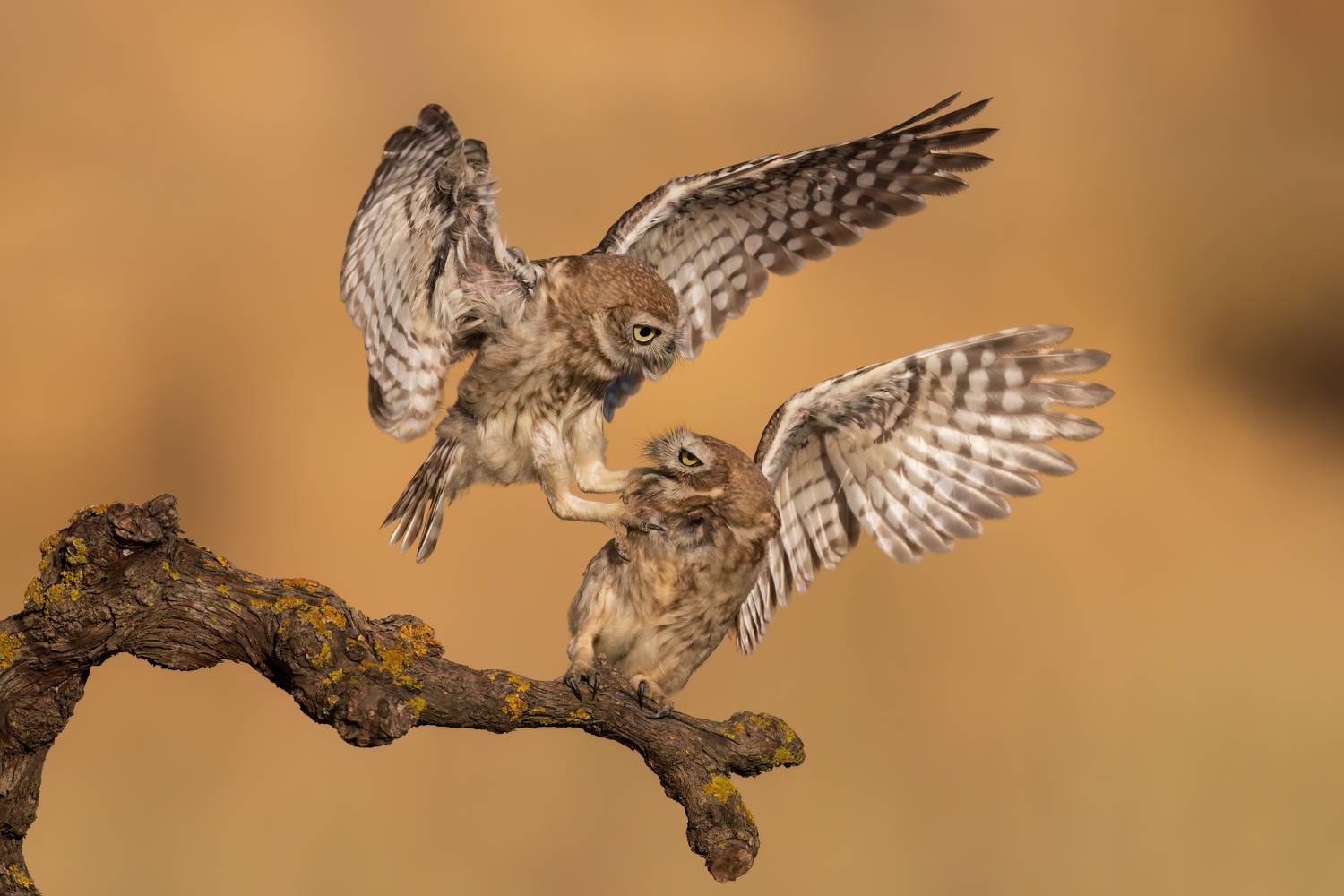 , Фруман Евгений