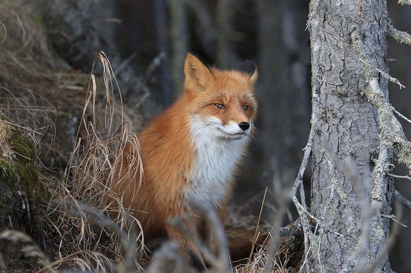 лиса Осенний портрет фото превью