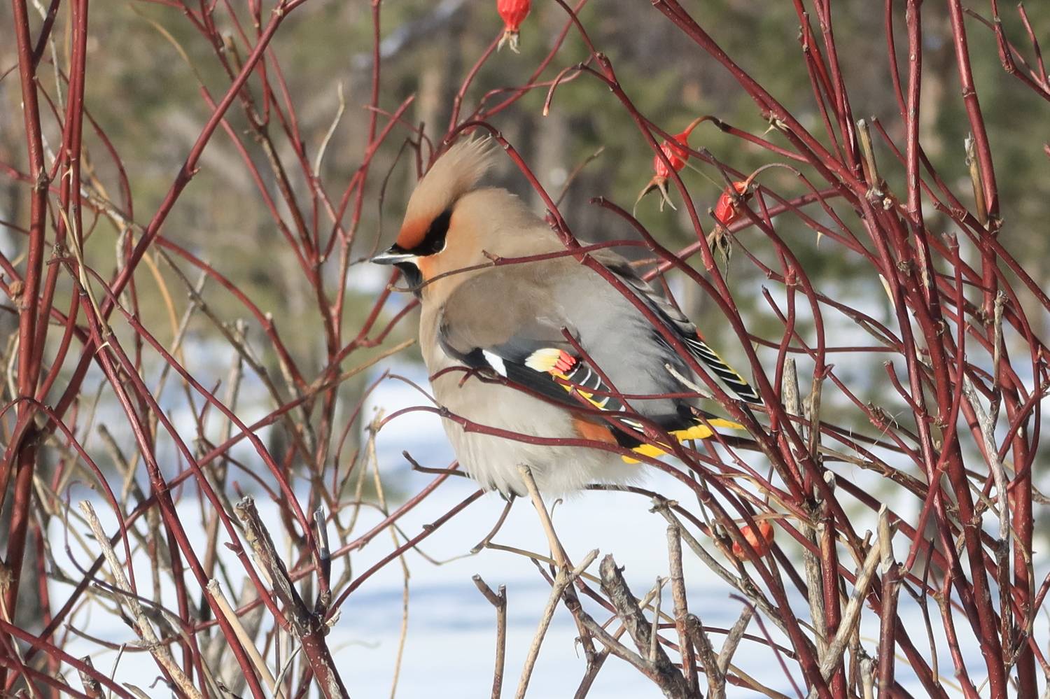 птицы,свиристель, Козлова Галина