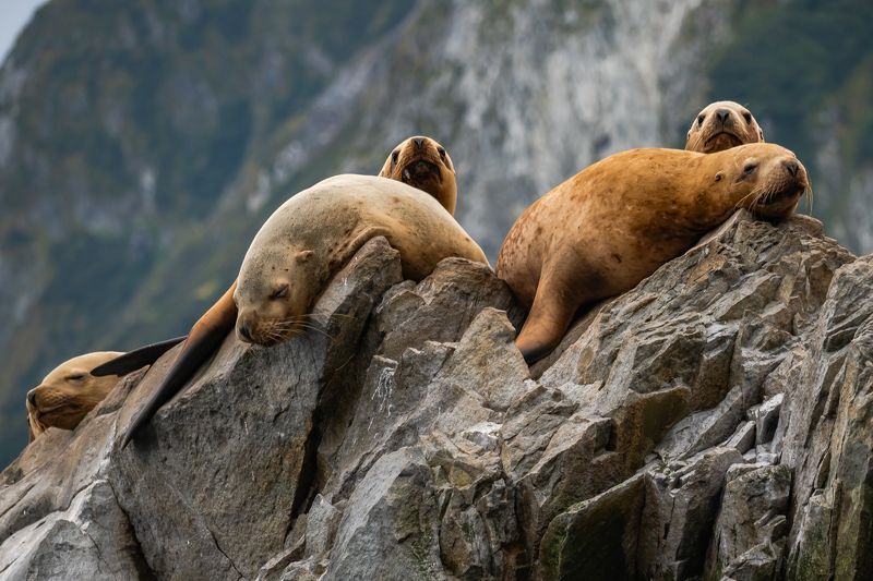 Камчатские сивучи фото превью