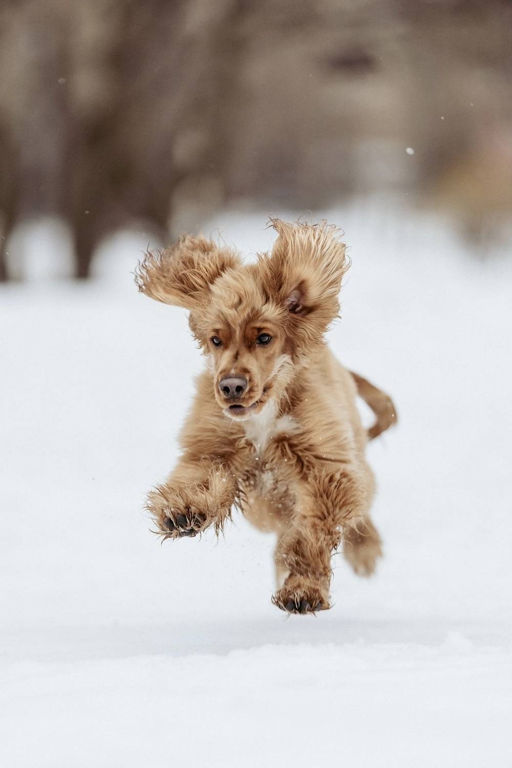 , Мария Романова