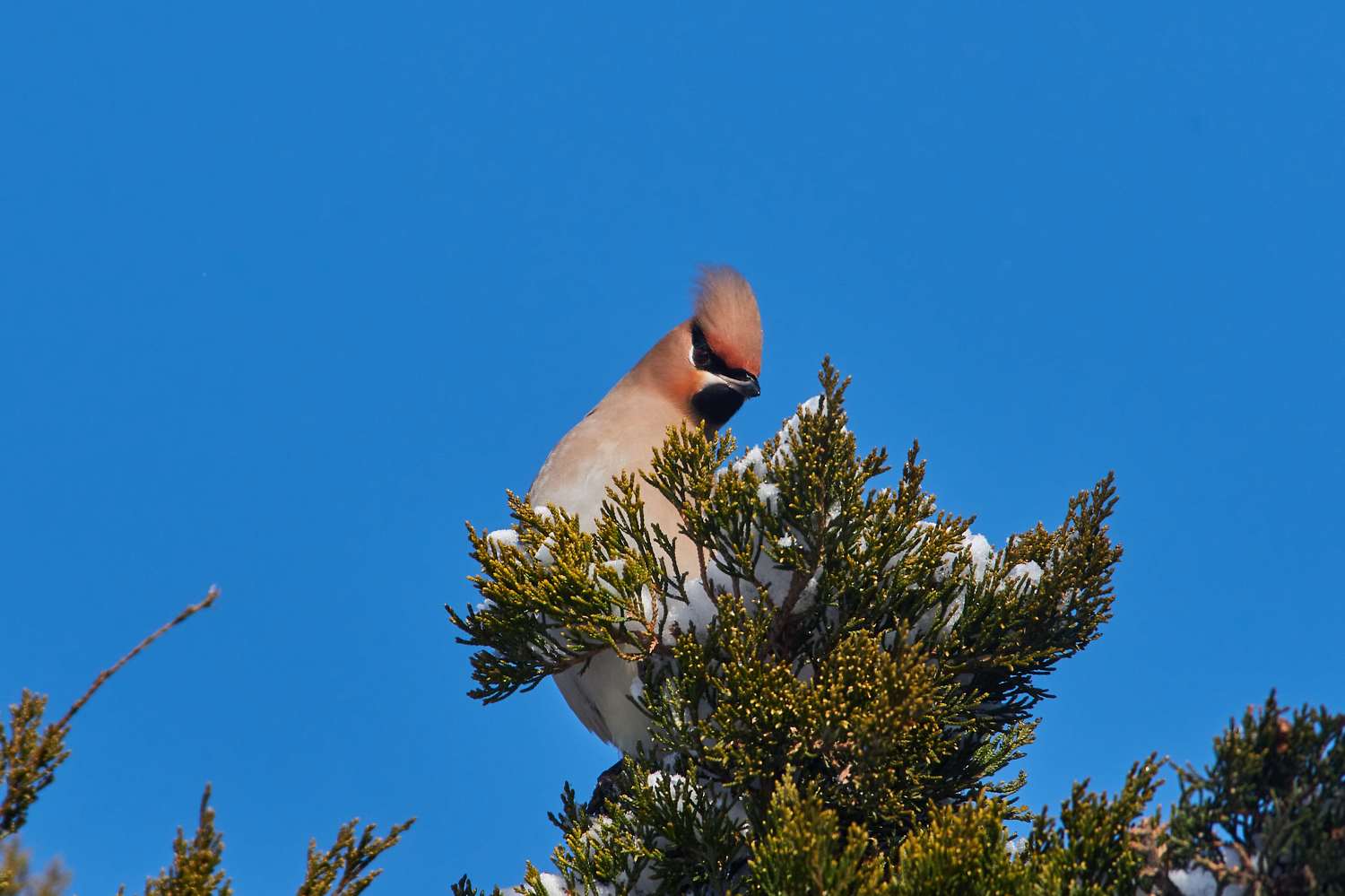 volgograd, russia, wildlife, bird, birds, birdswatching, Bombycilla garrulus? , Павел Сторчилов