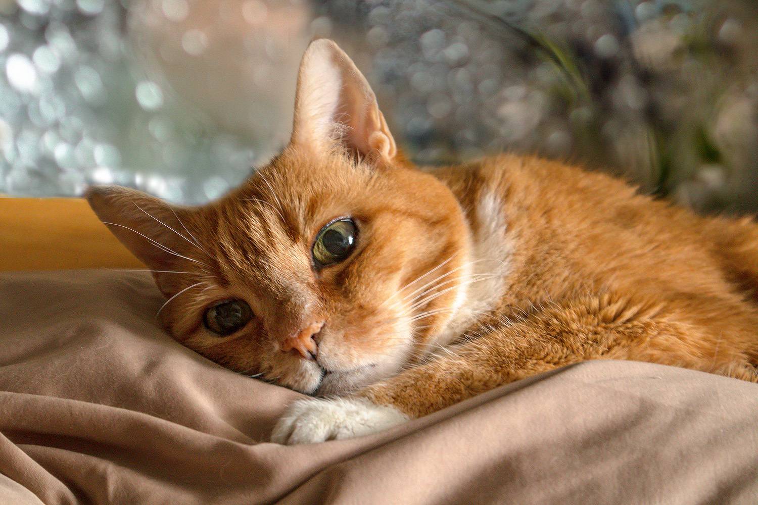 кузя, кошки, коты, животные, любимцы,рыжие,питомцы,, Антонина Яновска