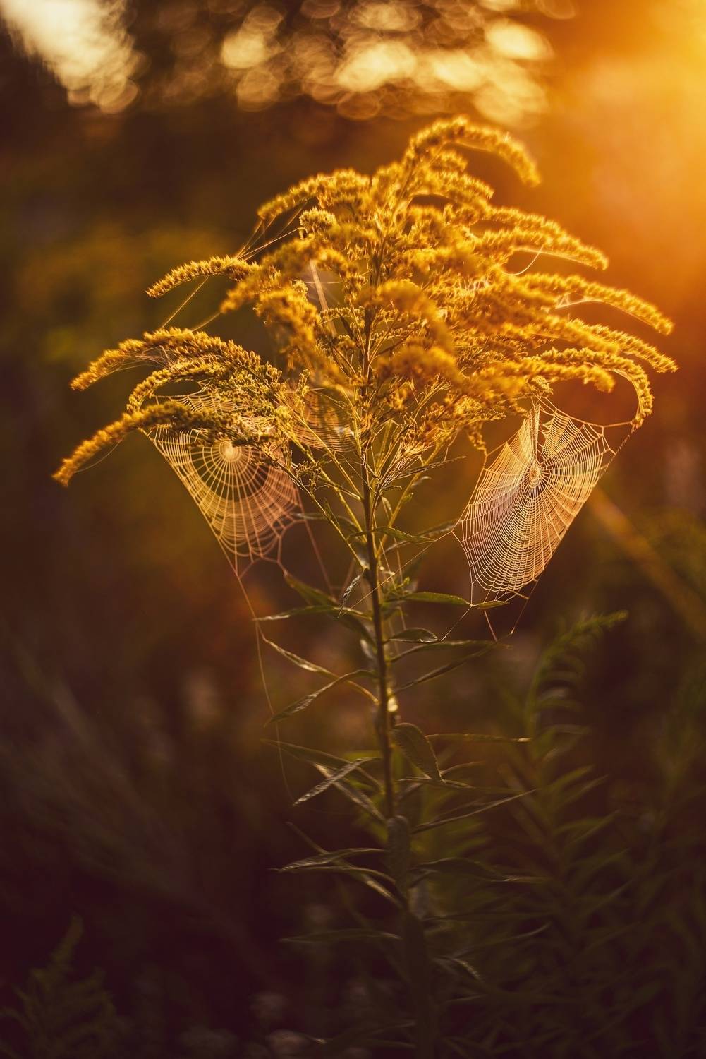 , Лапшина Владлена