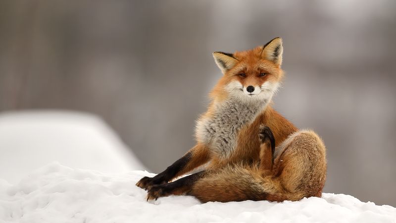 Лиса. фото превью