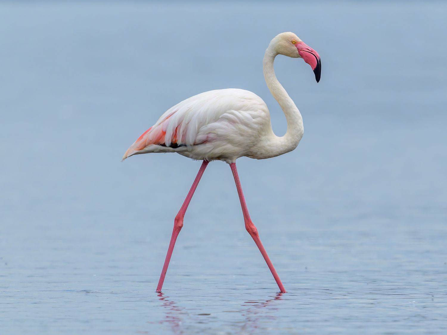 , Пупонин Сергей