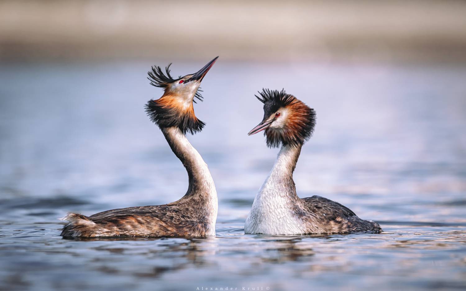большая поганка, чомга, podiceps cristatus, Круль Александр