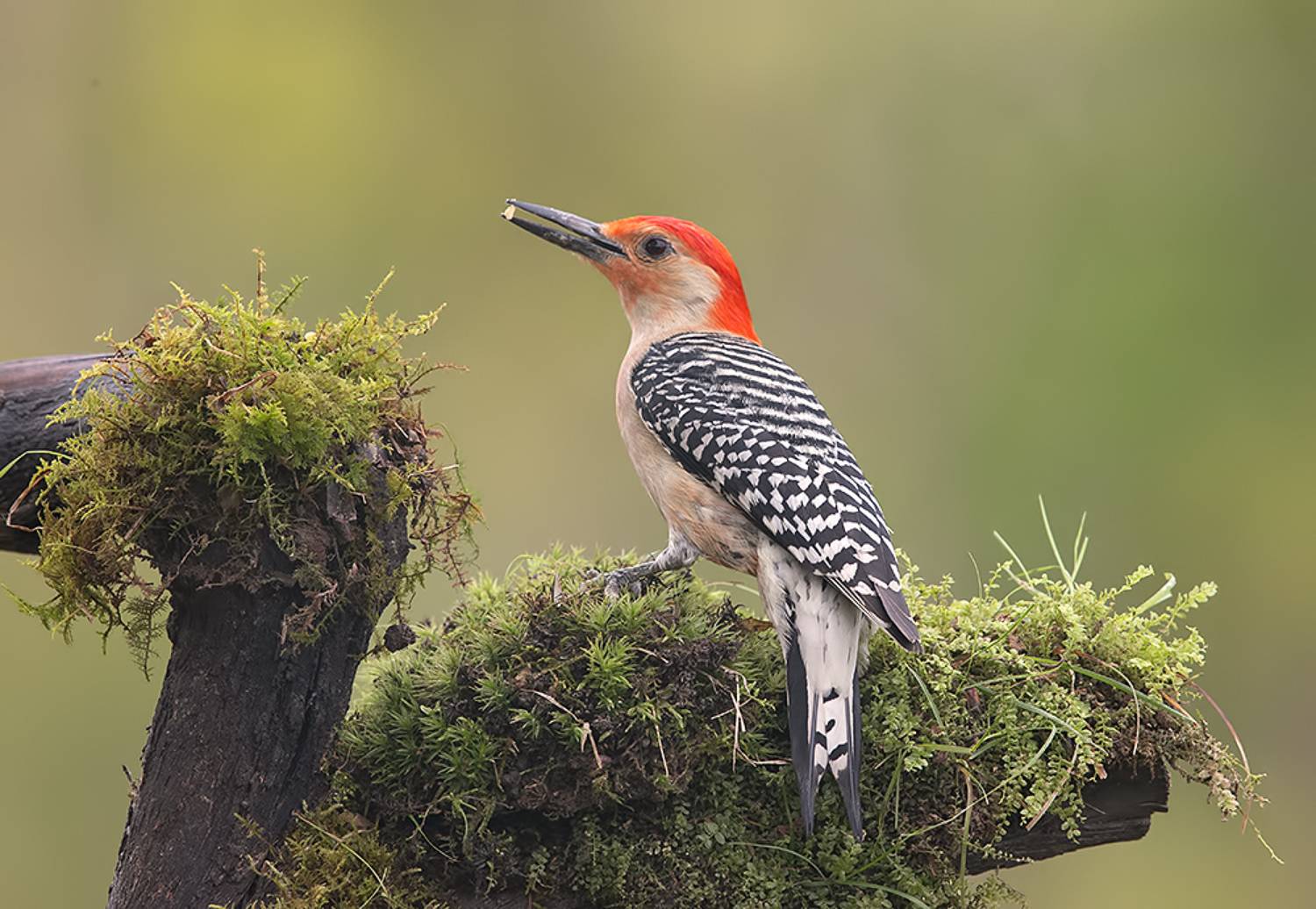 дятел, каролинский меланерпес, red-bellied woodpecker, woodpecker, Etkind Elizabeth