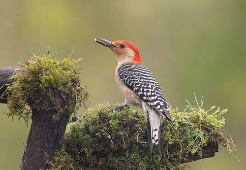 Red-bellied Woodpecker, male -Каролинский меланерпес