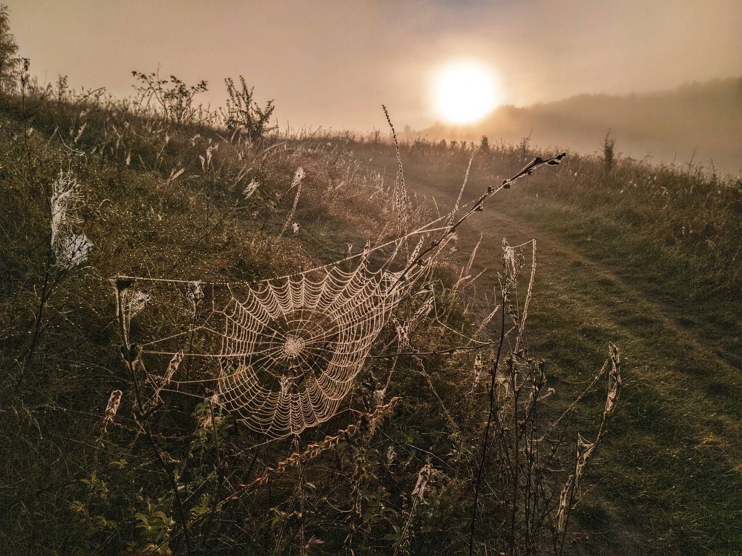 , Светлана Кондрашова