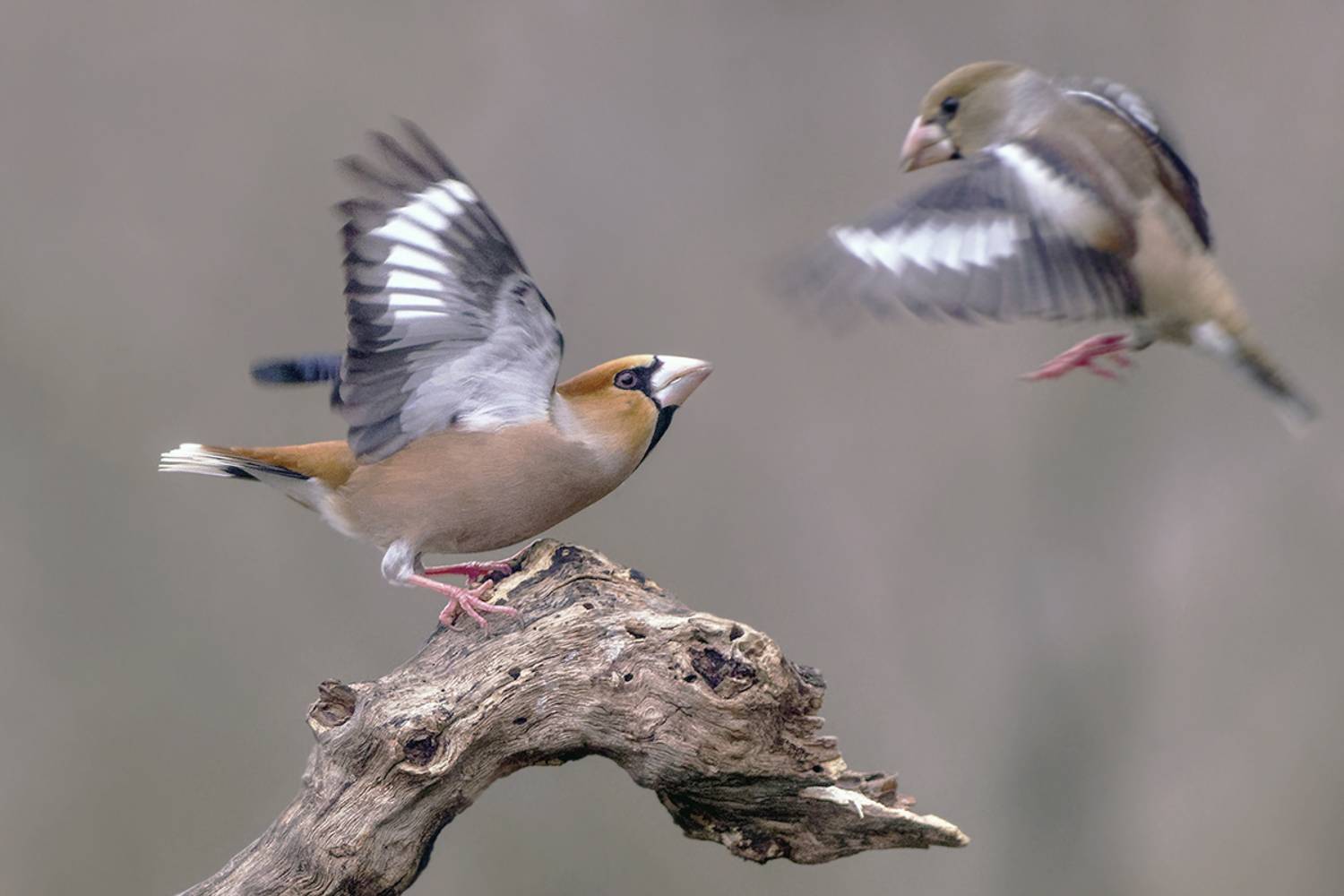 , Евгени Стефанов
