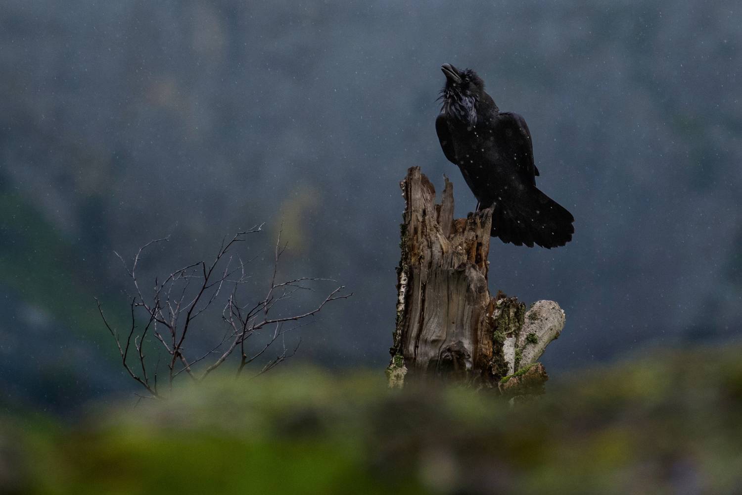 ворон, птица, Поляков Алексей