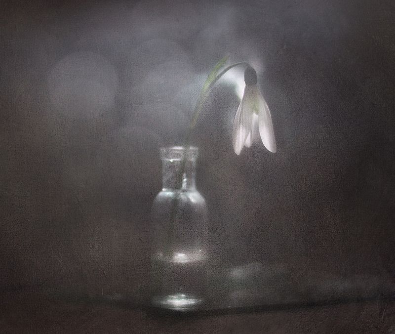 Сон подснежника фото превью