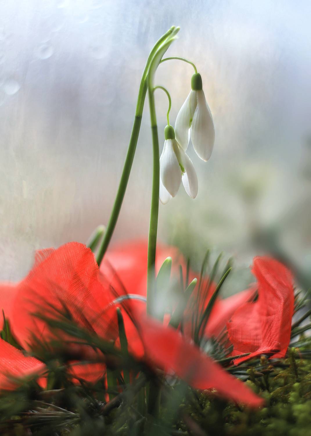 подснежники, фантазия,лес,беларусь,гелиос 44-3, ГОРЮКИНА ИРИНА