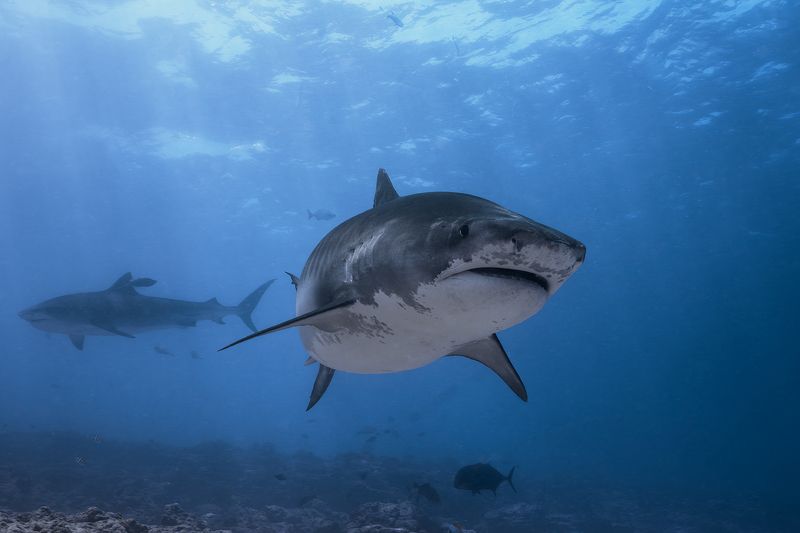 Tiger Shark фото превью