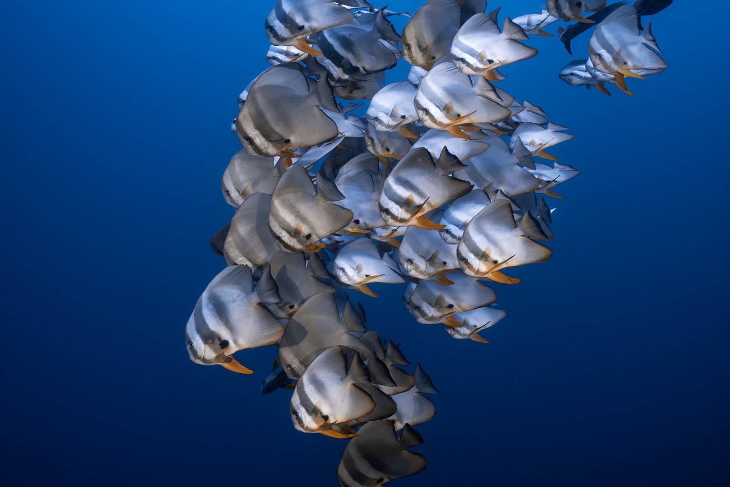 platax orbicularis, yang longwen