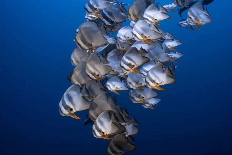 platax orbicularis  фото превью