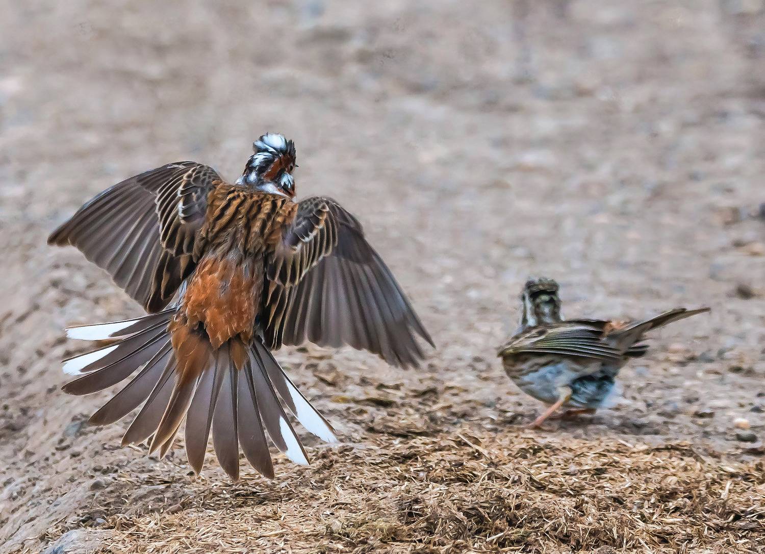 весенний ток, белошапочная овсянка, Белоусов Михаил