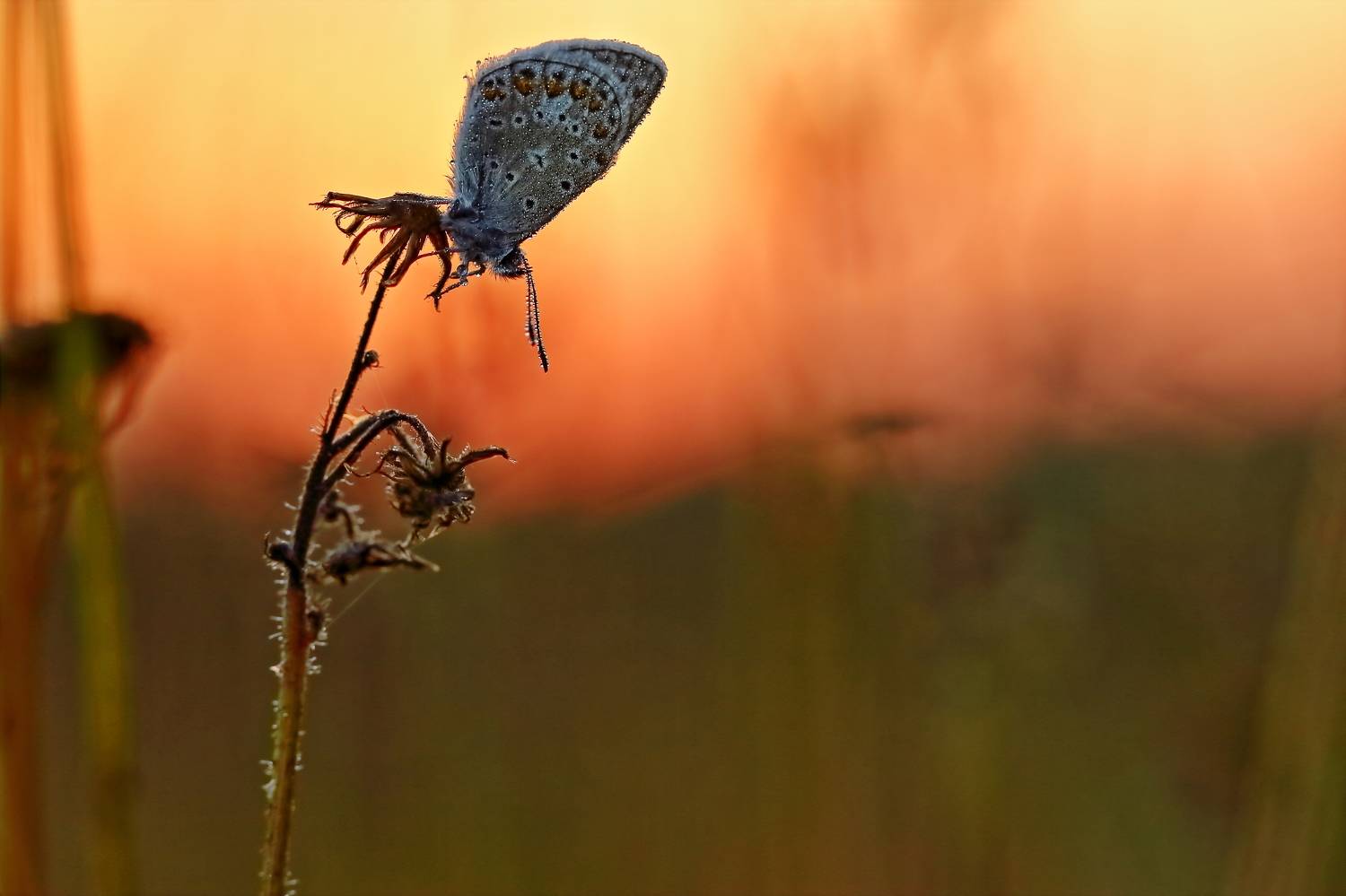 , Олег Резенов