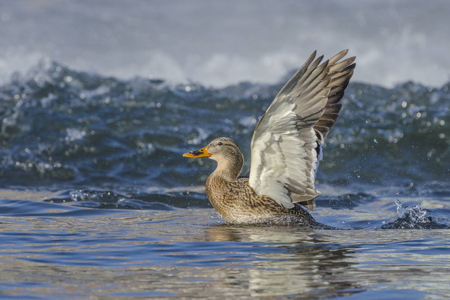 птица, утка, кряква, Михаил Агеев