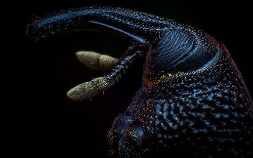 Weevil
