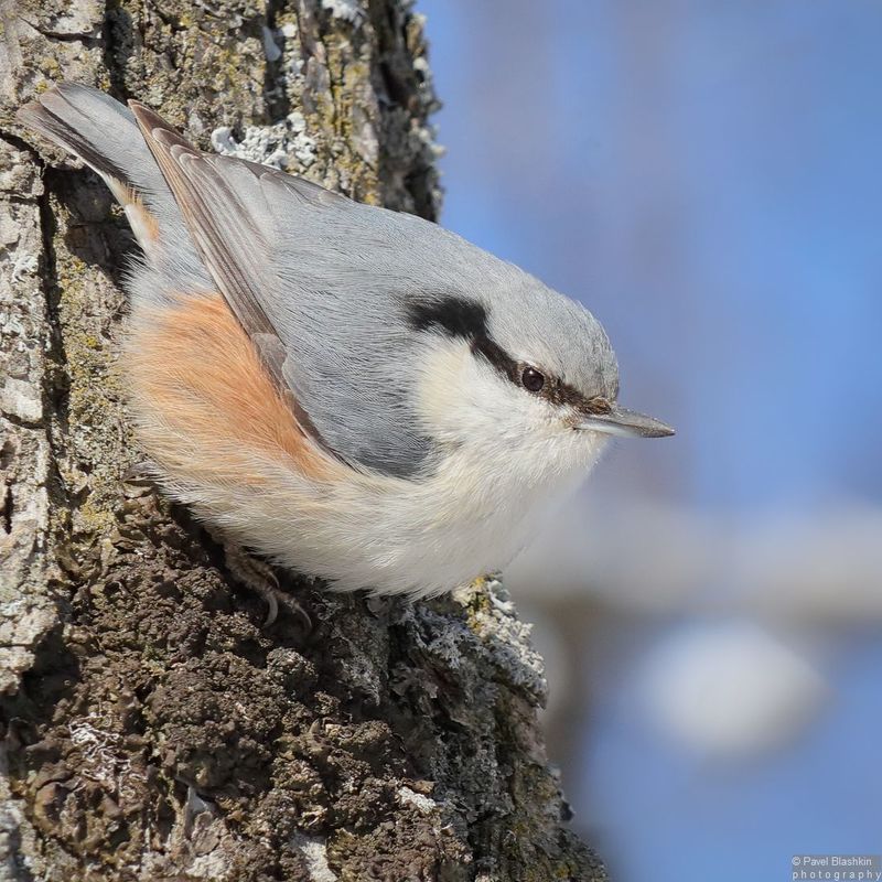 Обыкновенный поползень фото превью