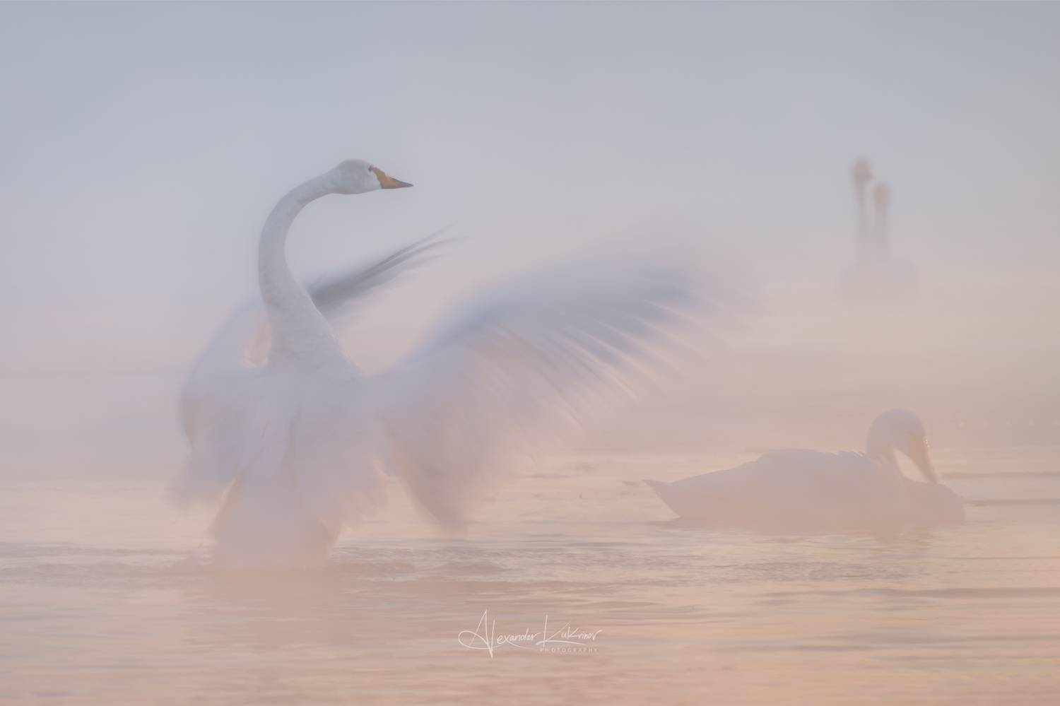 лебеди,утро,мороз,алтай, Александр Кукринов