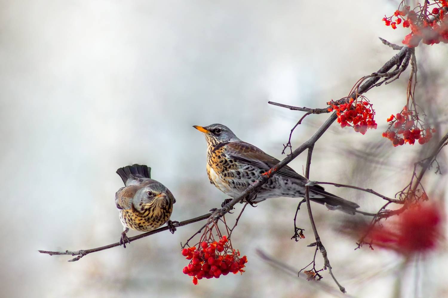 дрозды, Александр Канцур