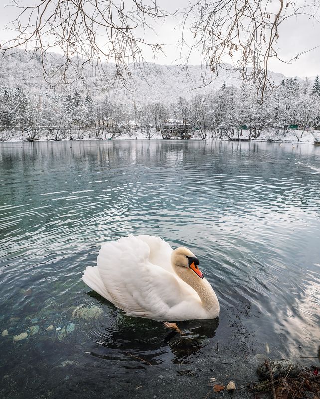 кавказ, кабардино-балкария, кбр, горы, озеро, горное озеро, голубые озера, зима, лебеди Зимой на Голубых озерах фото превью